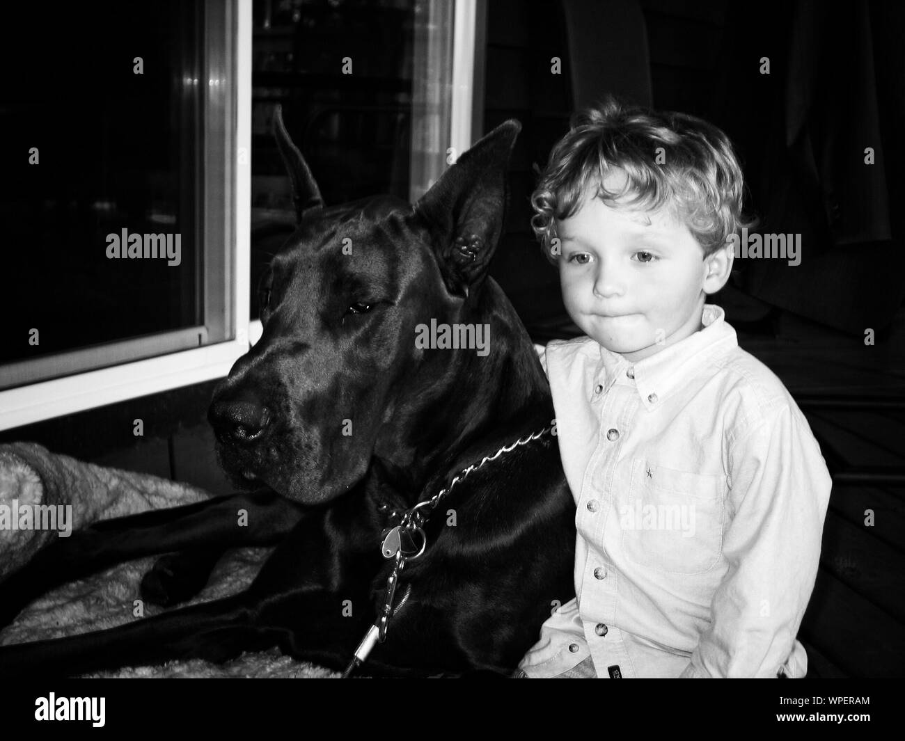 Boy With Great Dane At Home Stock Photo Alamy