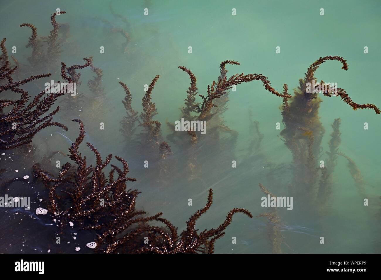 Sea plant underwater hires stock photography and images Alamy