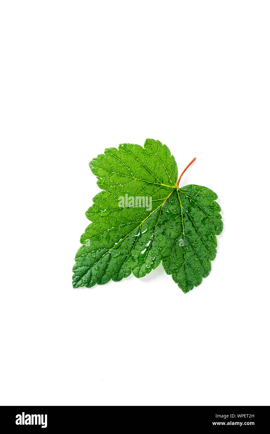 Blackcurrant leaf isolated on white backround Stock Photo