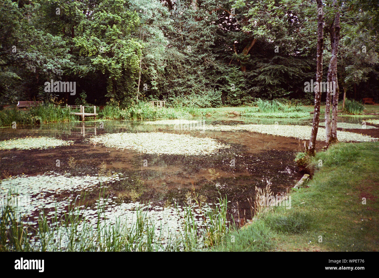 Swelling Hill pond, Four marks, Hampshire, England, United Kingdom