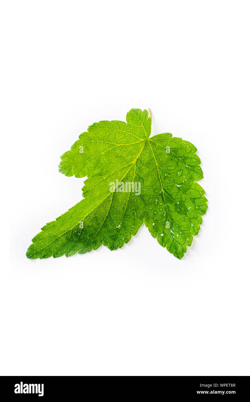 Blackcurrant leaf isolated on white backround Stock Photo