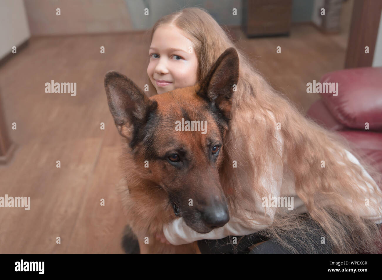 little girl hugs a friendly big dog Stock Photo - Alamy