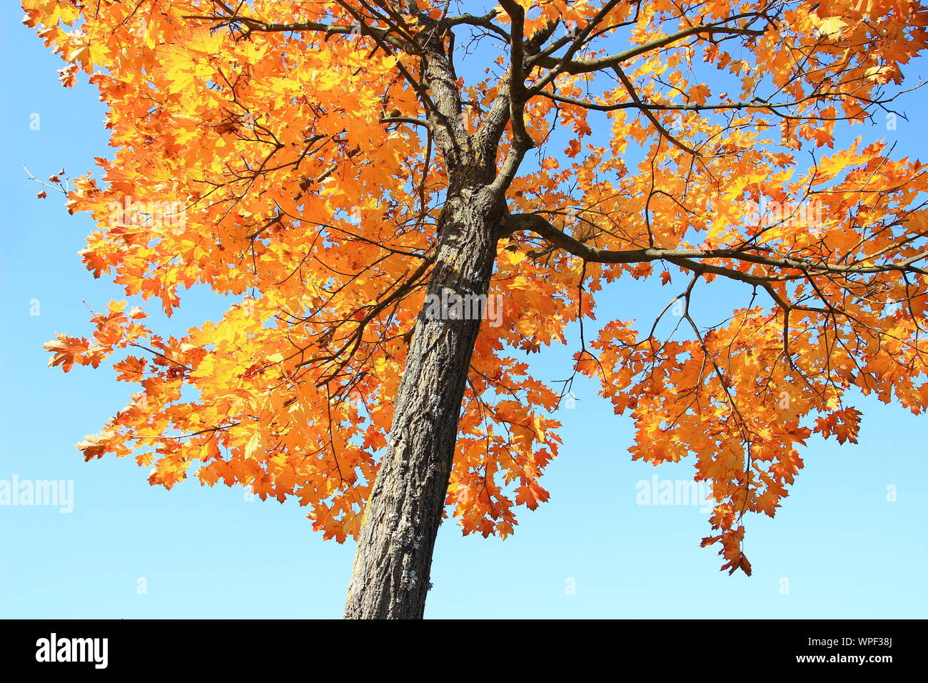 Beautiful autumn background hi-res stock photography and images - Alamy