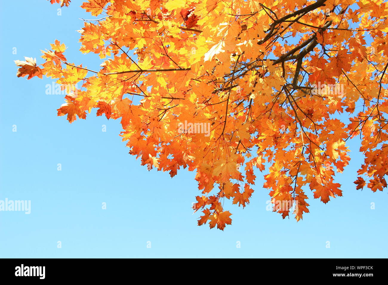 Autumn sunny park trees hi-res stock photography and images - Alamy