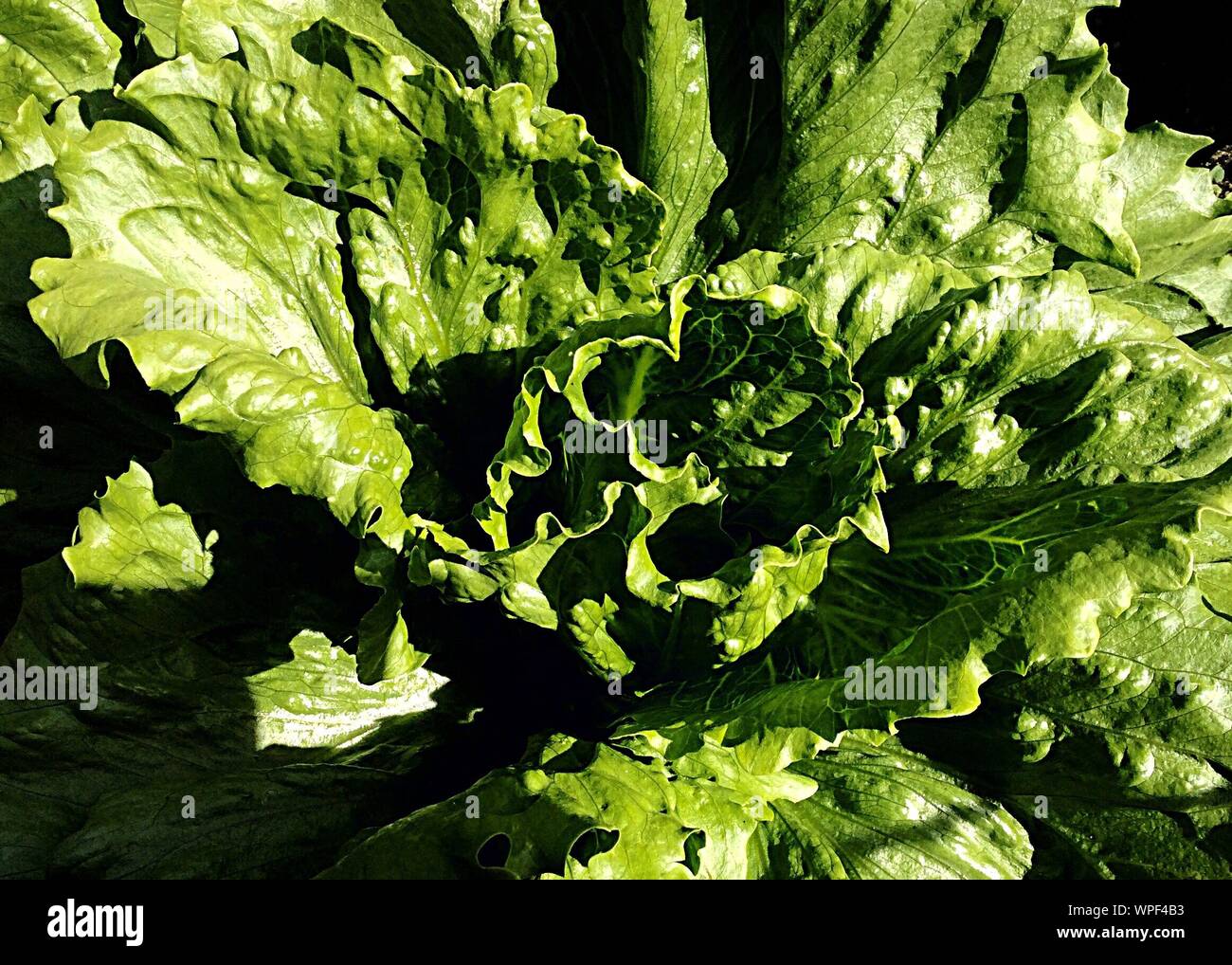 Close-up Of Green Mustard Plant Stock Photo