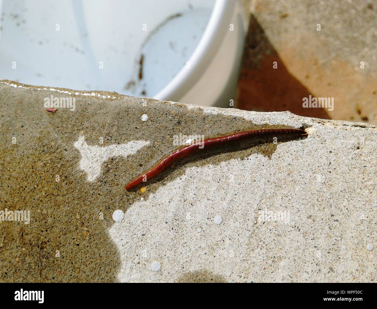 Close-up Of Earthworm On Retaining Wall Stock Photo