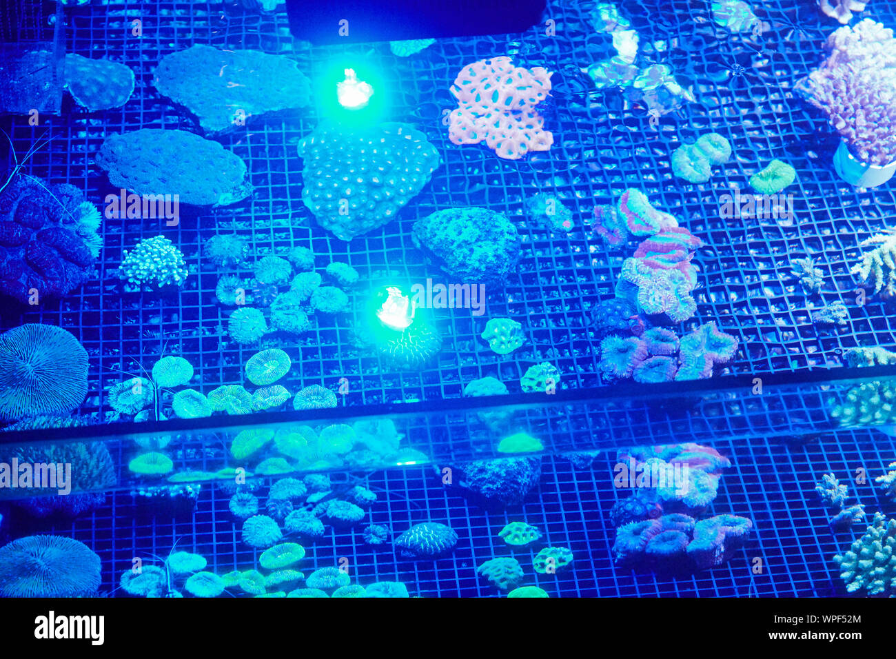 Old fishfarm in Singapore where corals, reefs and fish are grown for