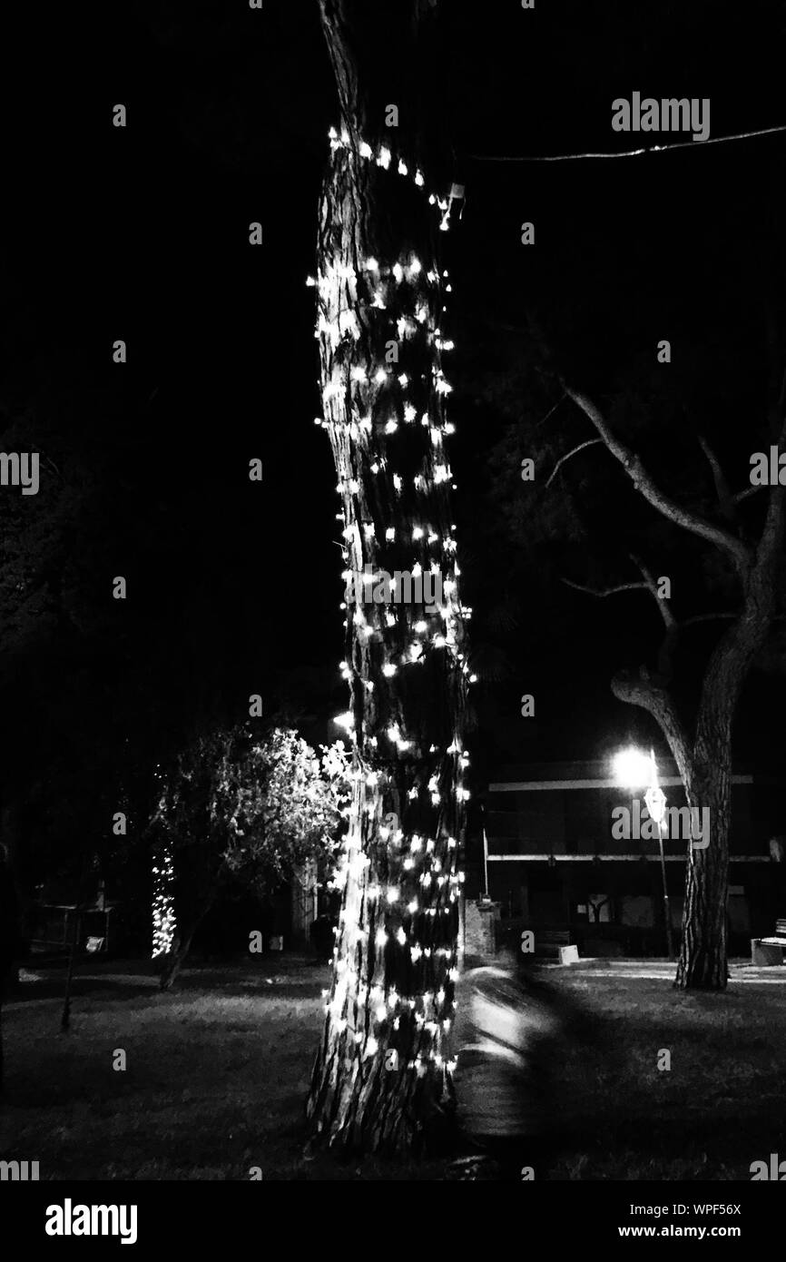 Christmas lights tree trunk Black and White Stock Photos & Images Alamy
