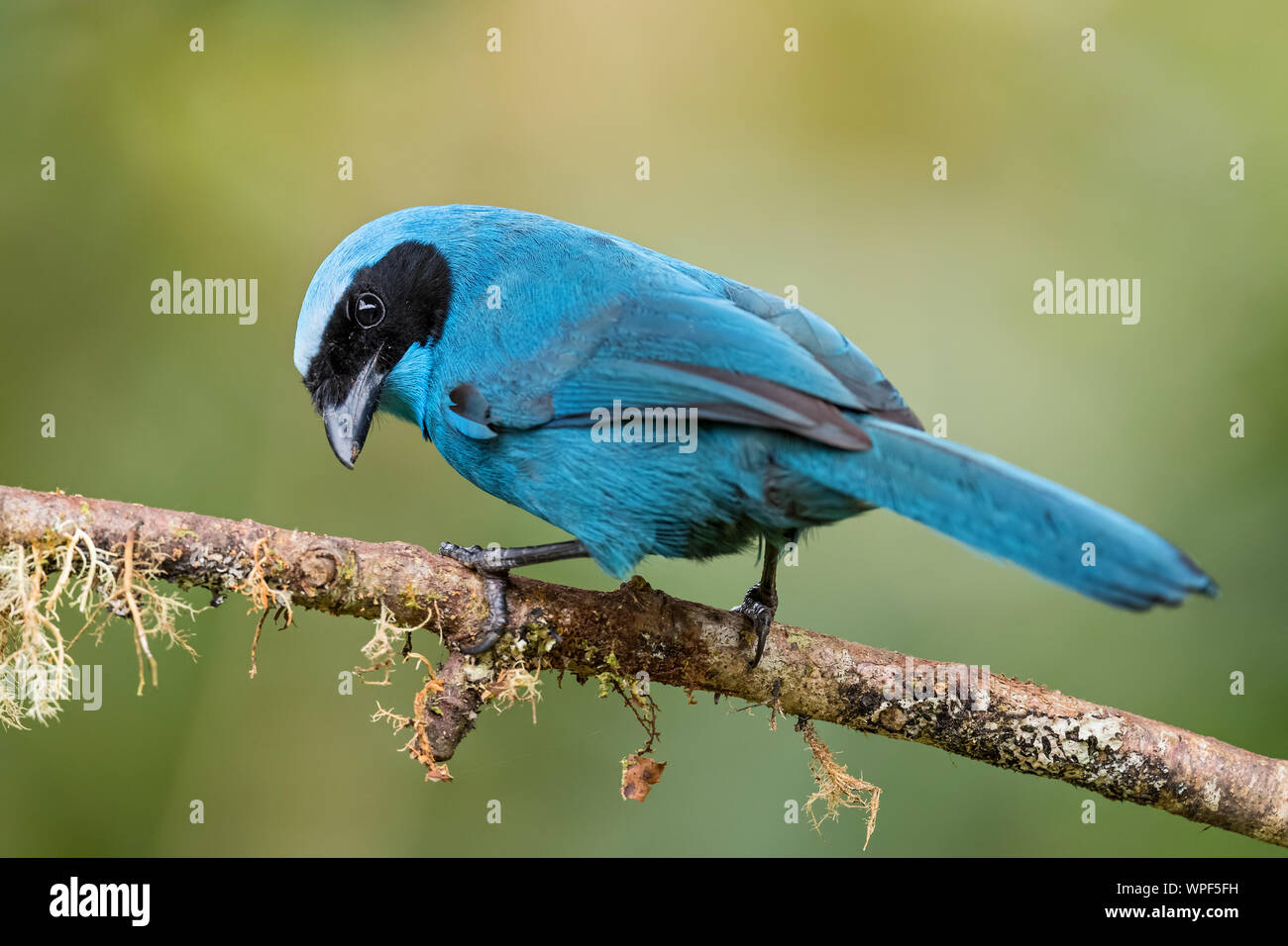 Turquoise Jay - Cyanolyca turcosa, beautiful blue jay from Andean slopes, Guango Lodge, Ecuador. Stock Photo
