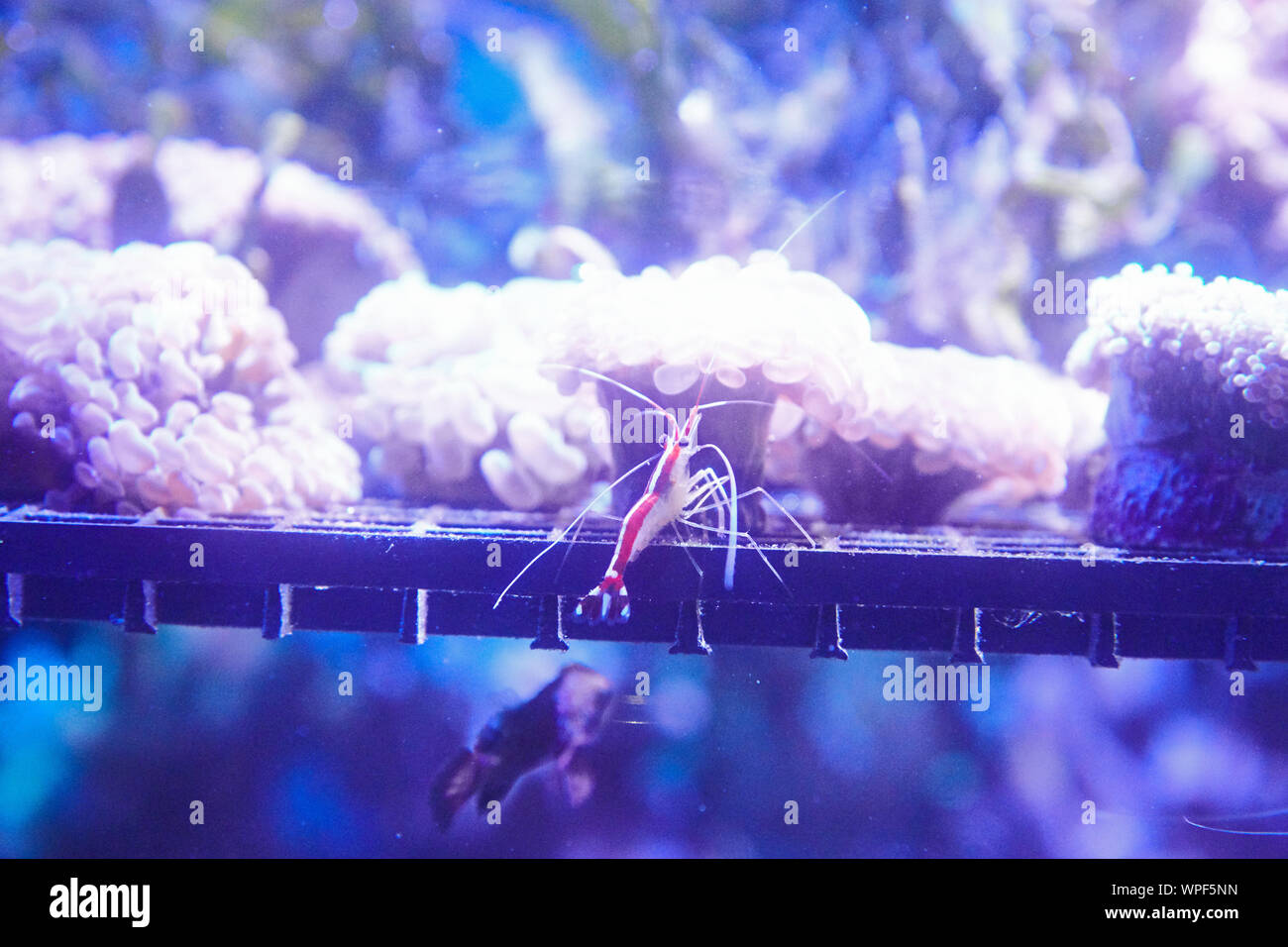 Old fishfarm in Singapore where corals, reefs and fish are grown for