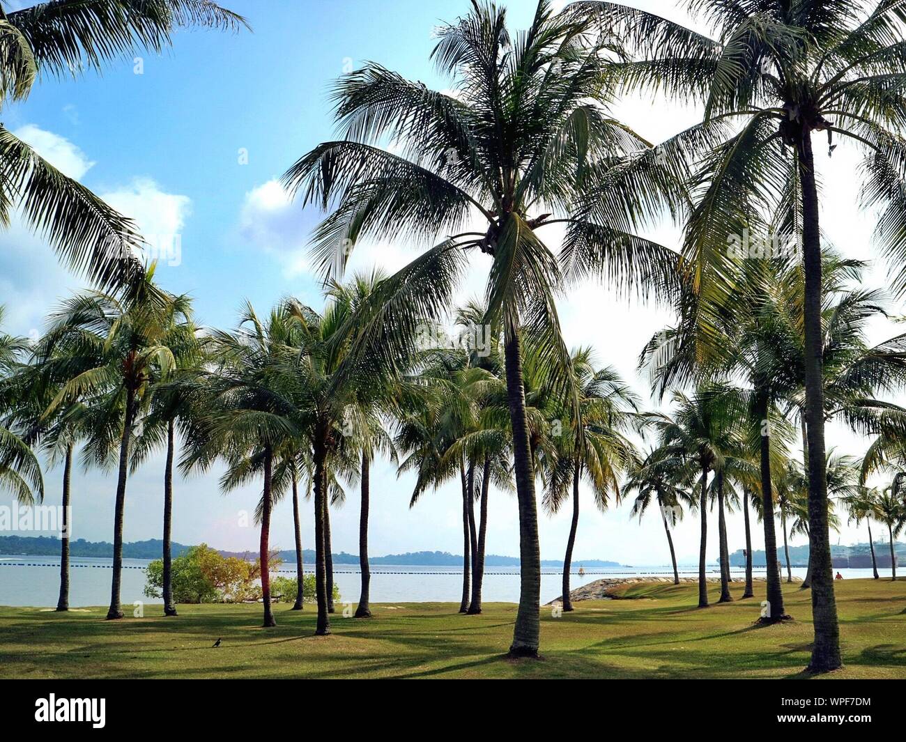 Lake park palm trees hi-res stock photography and images - Alamy