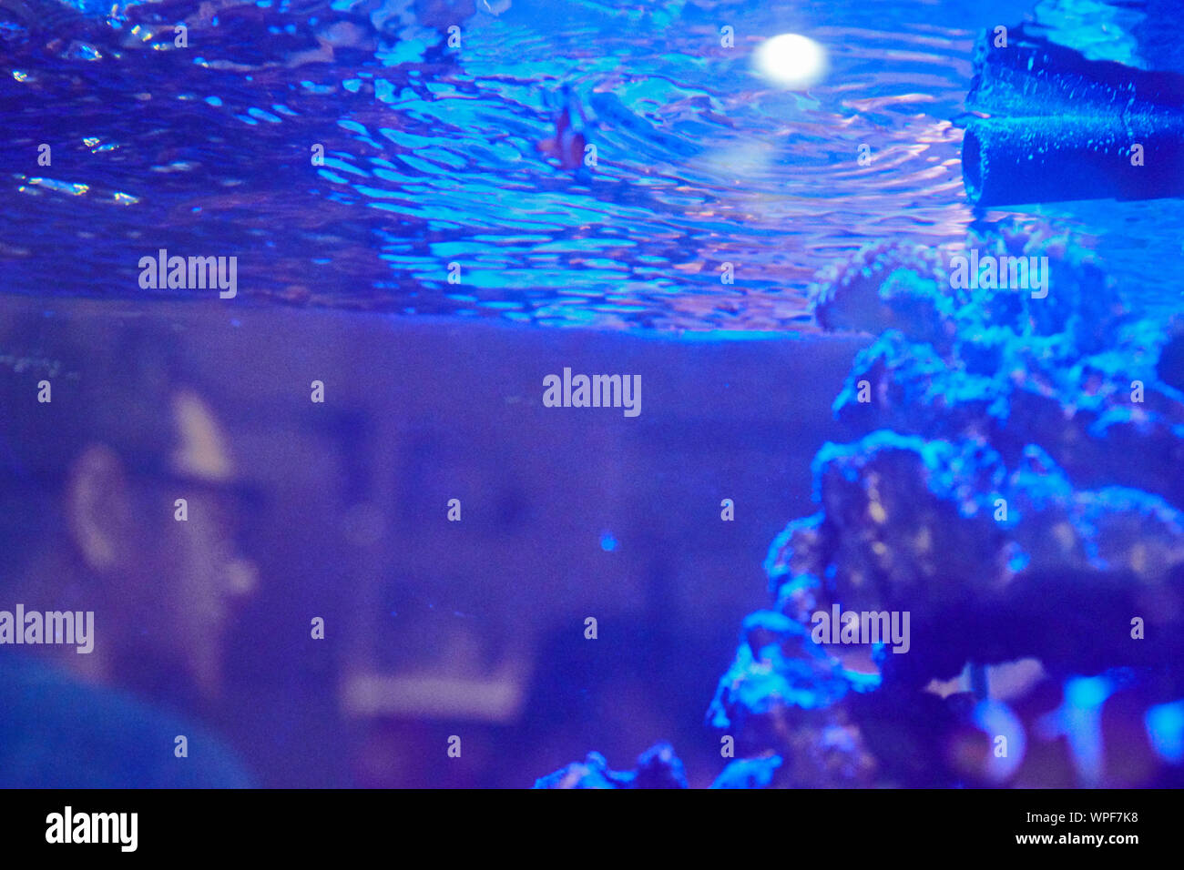 Old fishfarm in Singapore where corals, reefs and fish are grown for