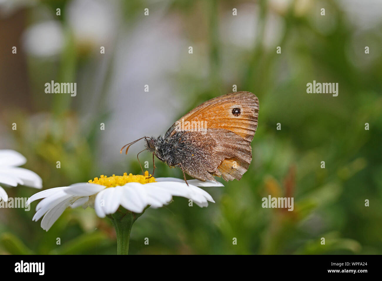 tiny small heath butterfly very close up Latin coenonympha pamphilus feeding on a marguerite or white swan river daisy Latin name brachyscome Stock Photo