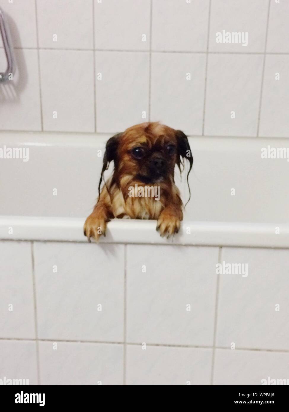 Pekingese Dog Stock Photos Pekingese Dog Stock Images Alamy