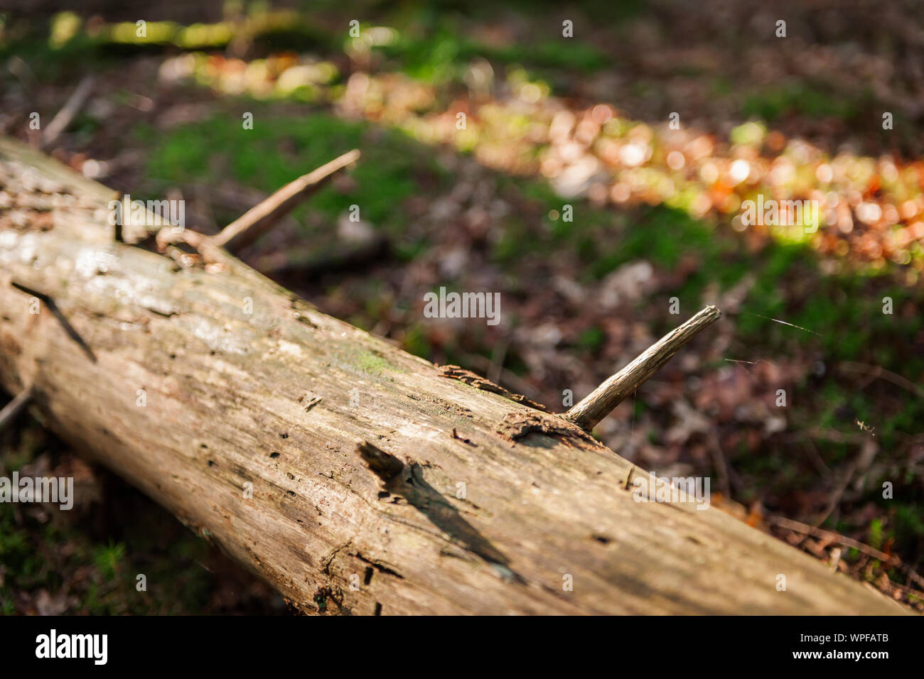Transverse dead conifer in a north german forest Stock Photo Alamy