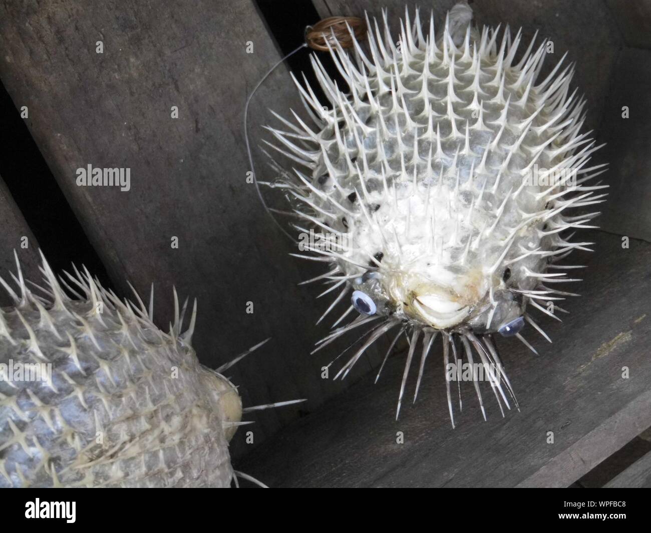 Balloonfish hi-res stock photography and images - Alamy