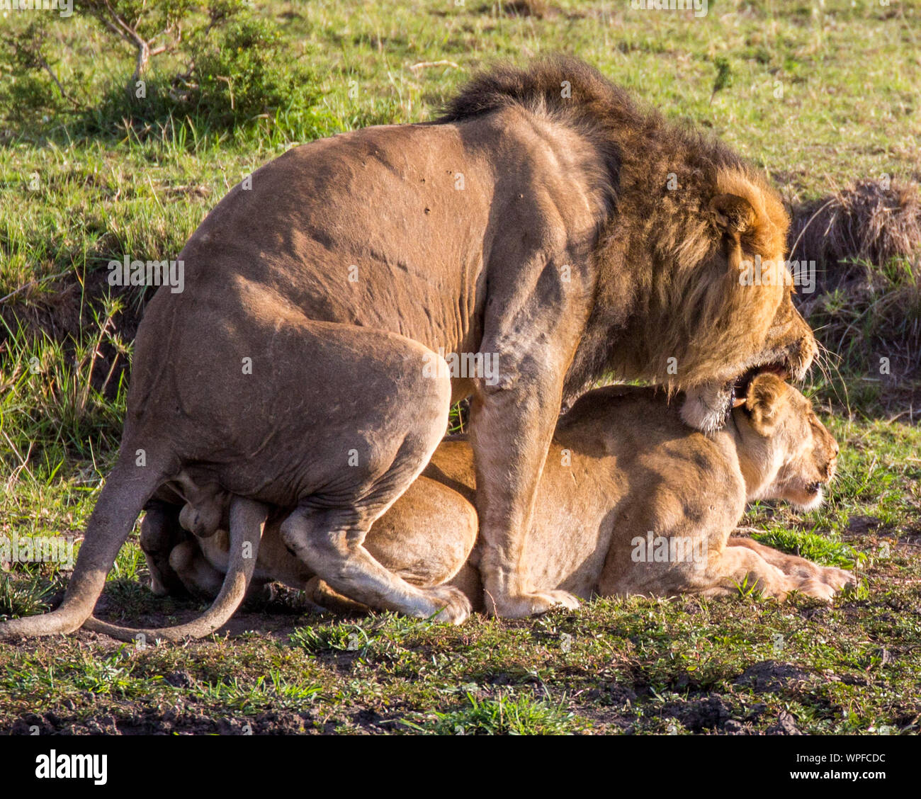 Lion And Lioness Mating On Field Stock Photo - Alamy