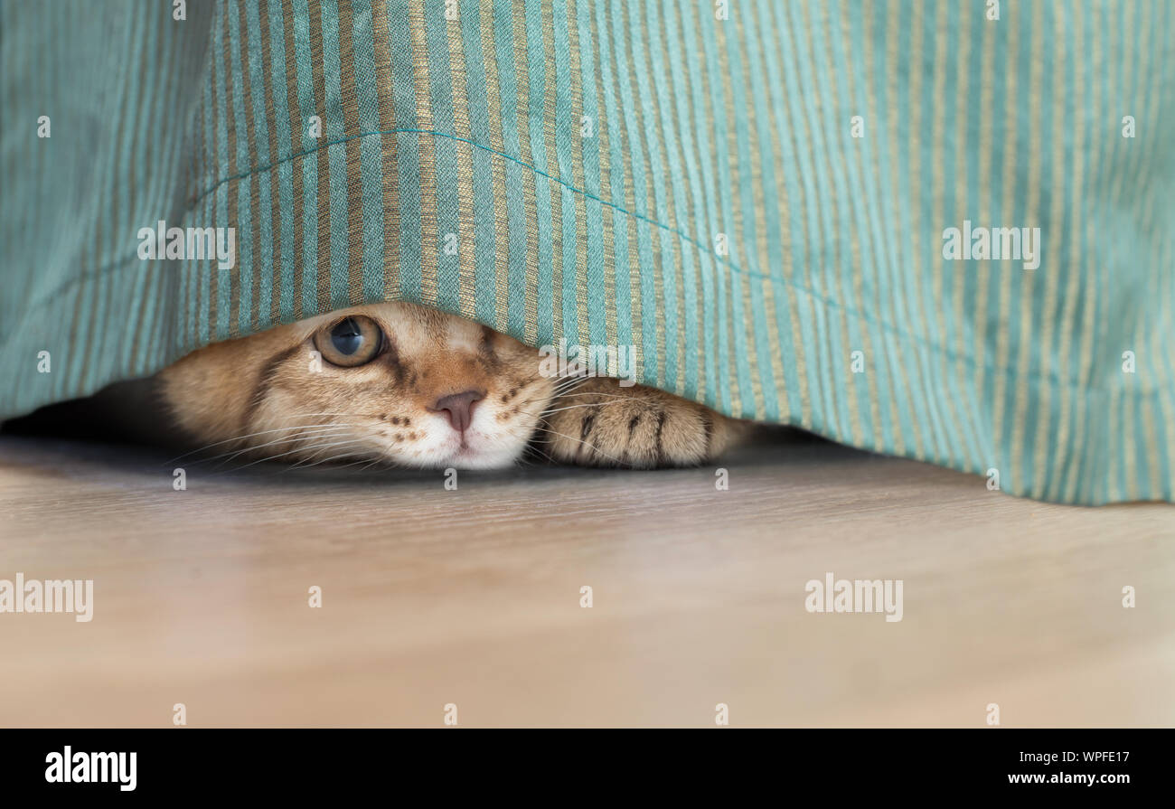 Funny cat looking through the open zipper isolated on white Stock Photo