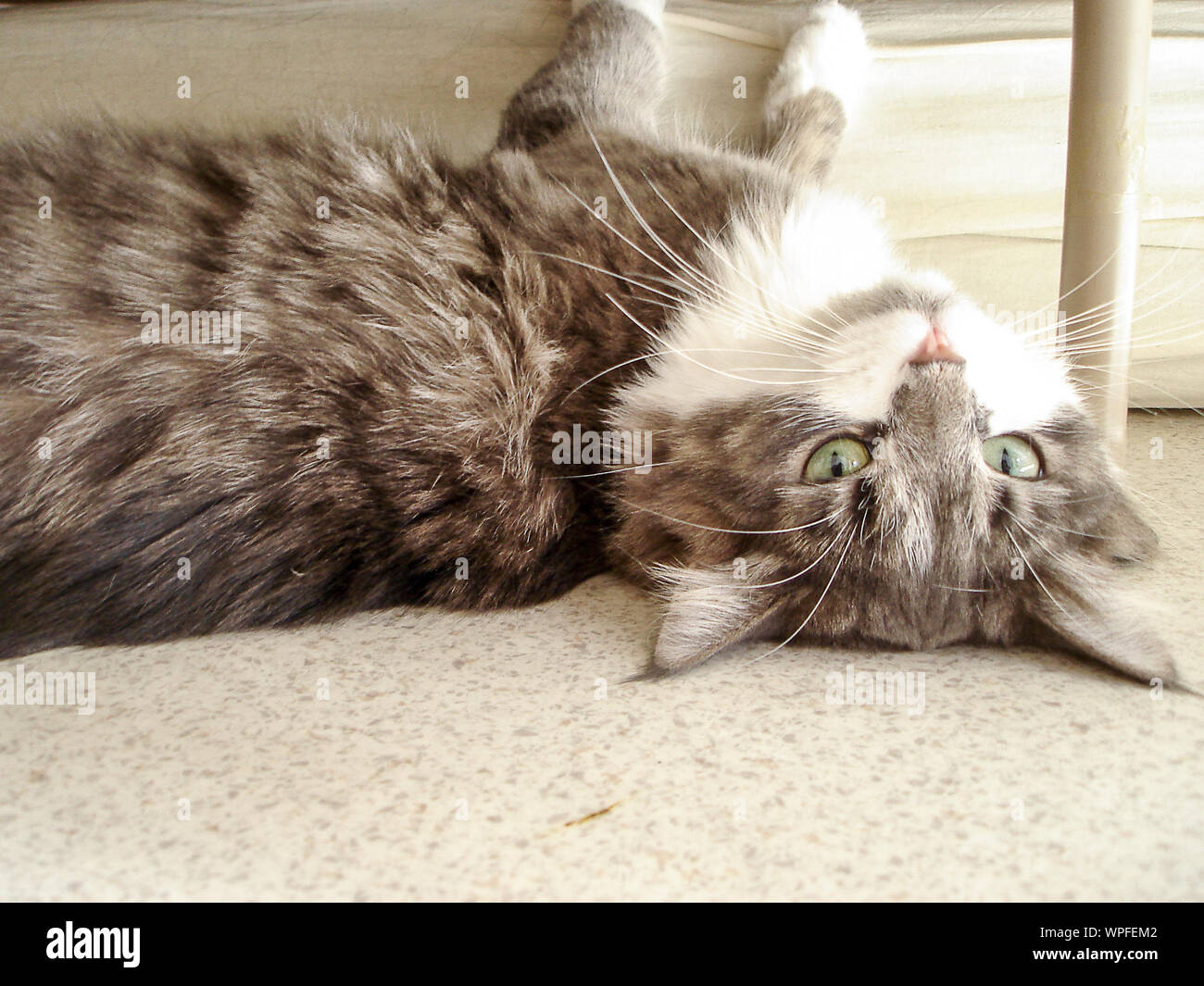 Images Upside Down Cat Stock Photos Upside Down Cat Stock Images Alamy dernière par