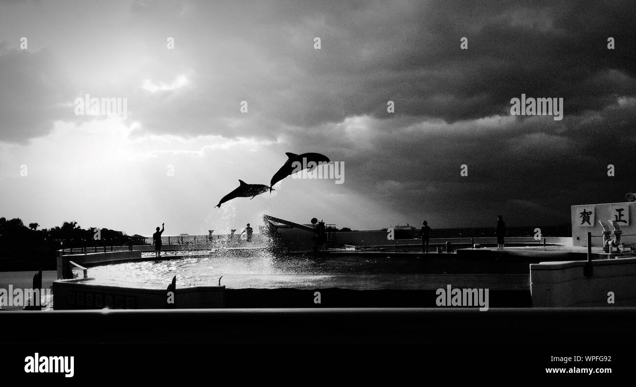 Two Dolphins Jumping In Fountain Stock Photo