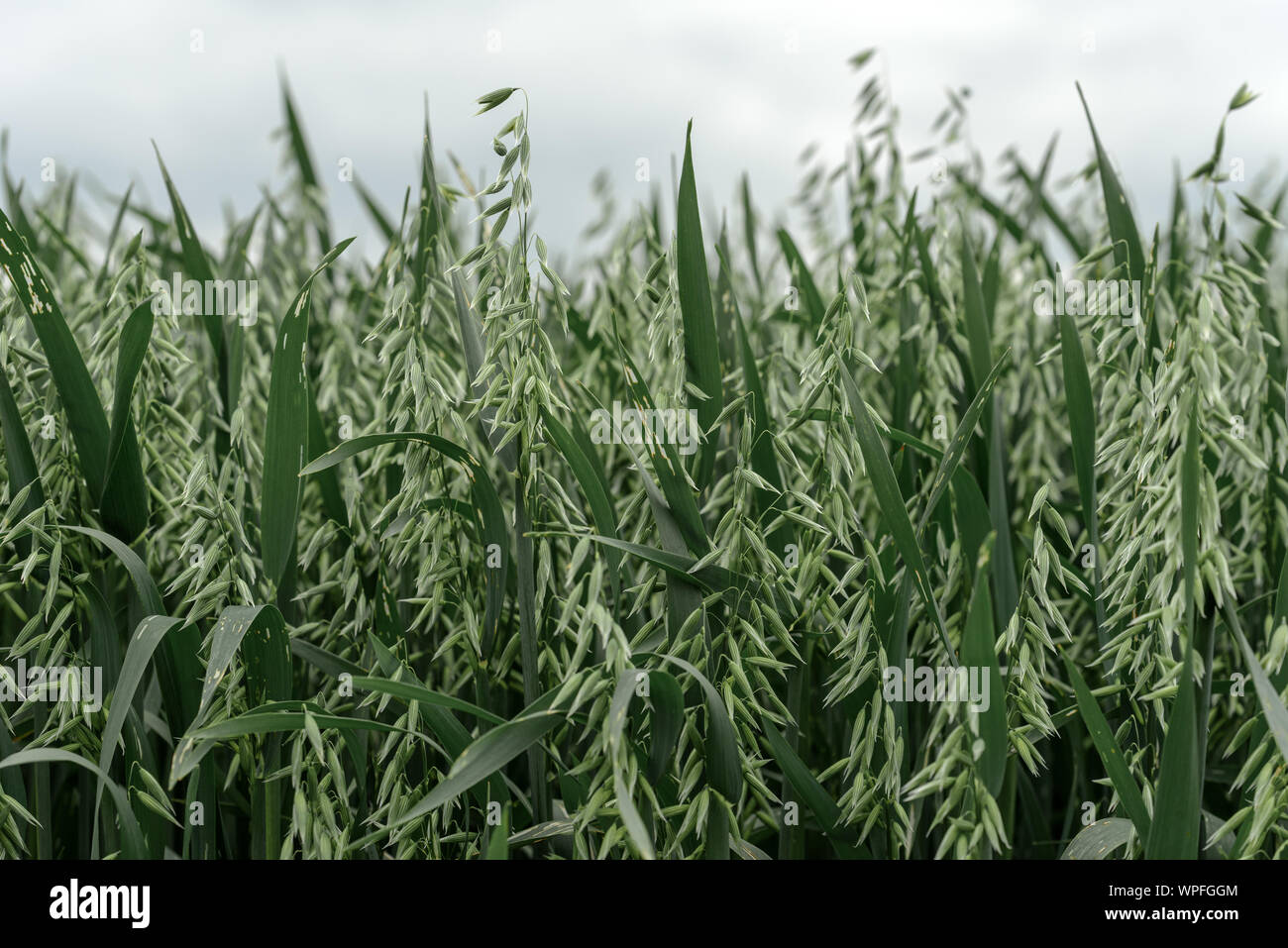 Green organic oat crop plantation field, selective focus Stock Photo