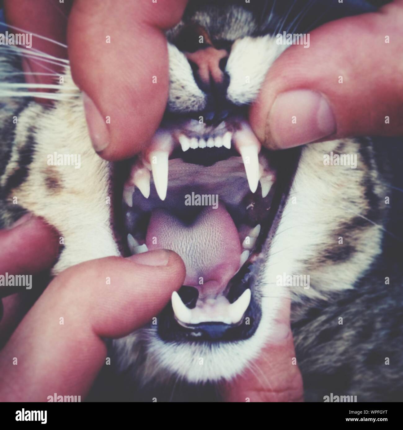 Cats Mouth High Resolution Stock Photography and Images - Alamy