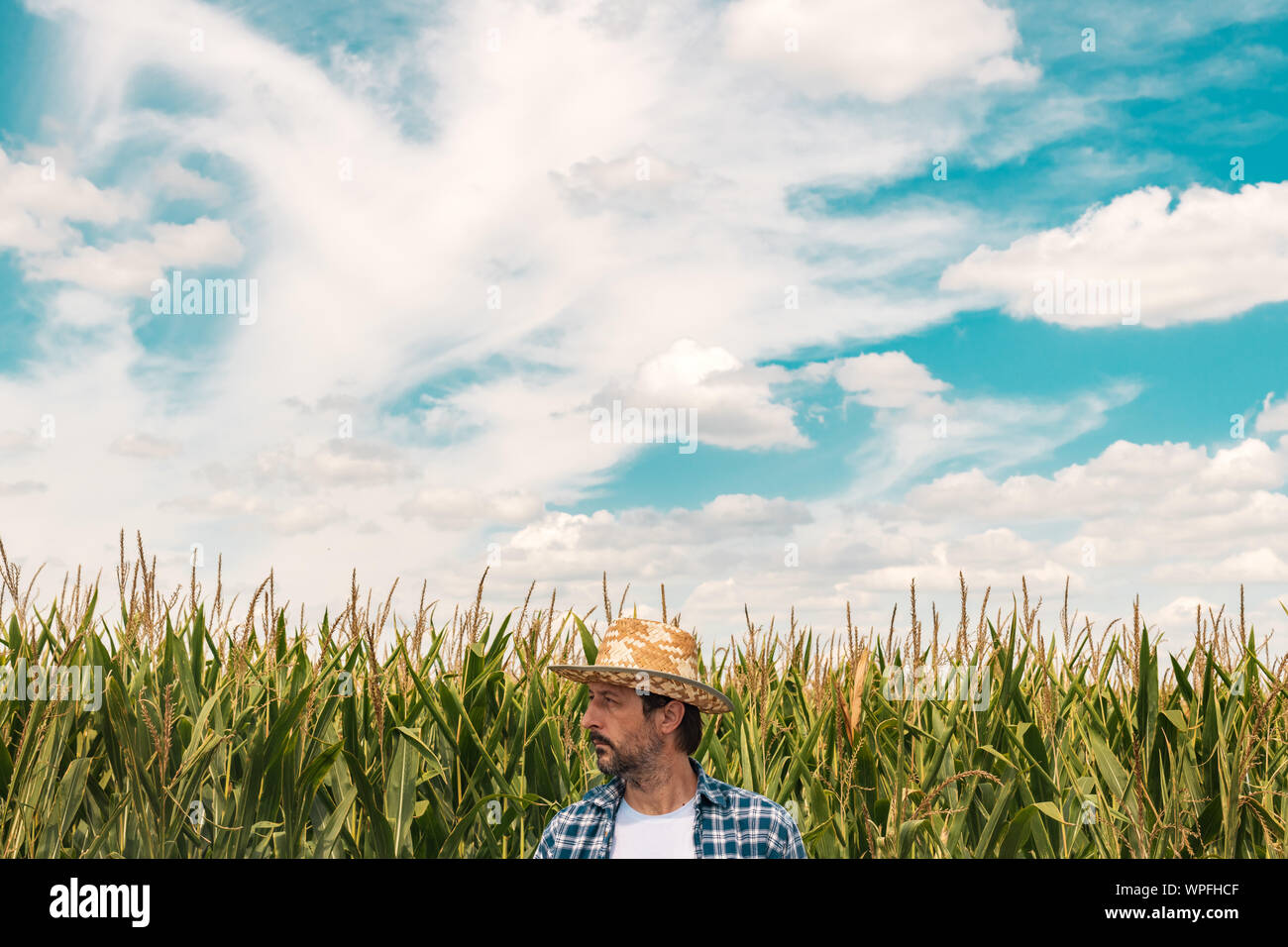 Corn farmer in cultivated maize field on bright sunny summer day Stock ...