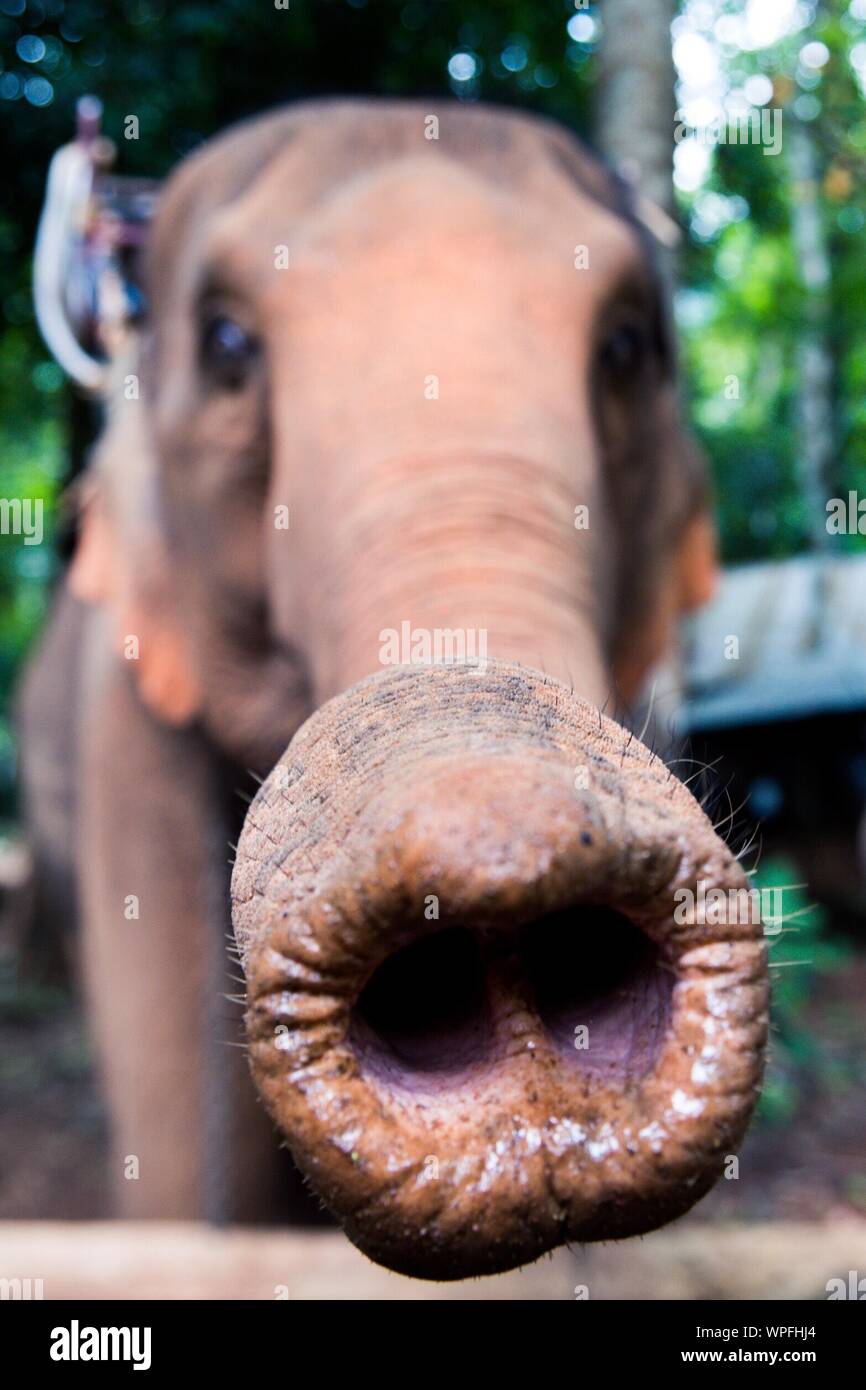 Close-up Of Wet Elephant Trunk Stock Photo