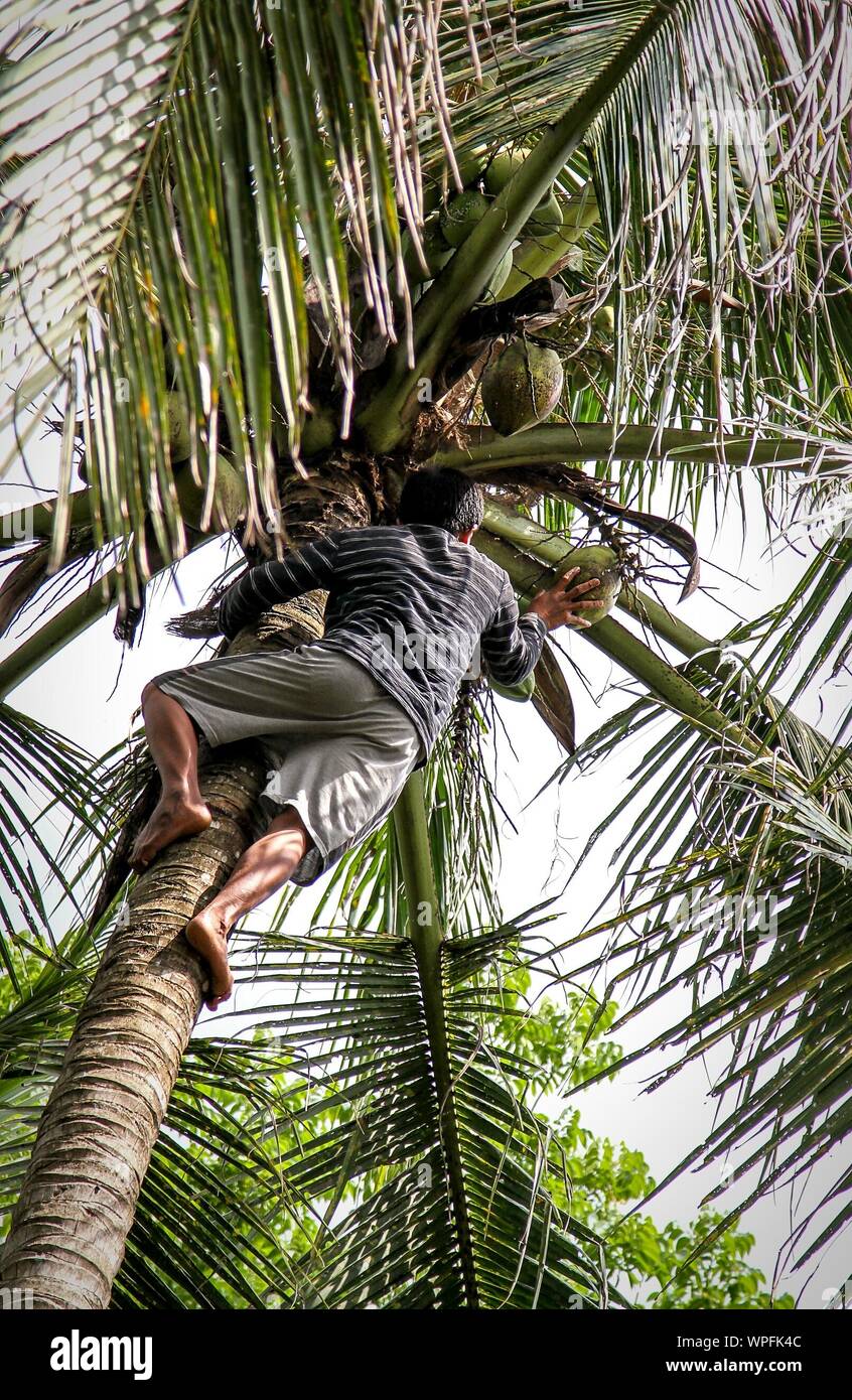 Climbing Coconut Tree High Resolution Stock Photography And Images Alamy