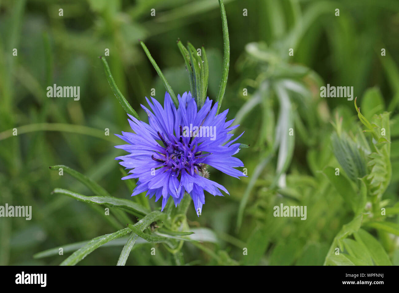 bright blue cornflower Latin name centaurea cyamus flowering in a meadow in springtime in