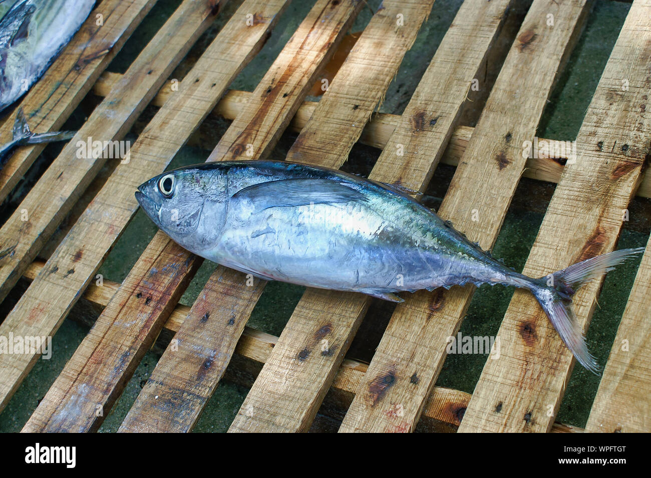 Bigeye Tuna On The Wood Palette On The Fish Market On Maafushi Island Maldives Stock Photo