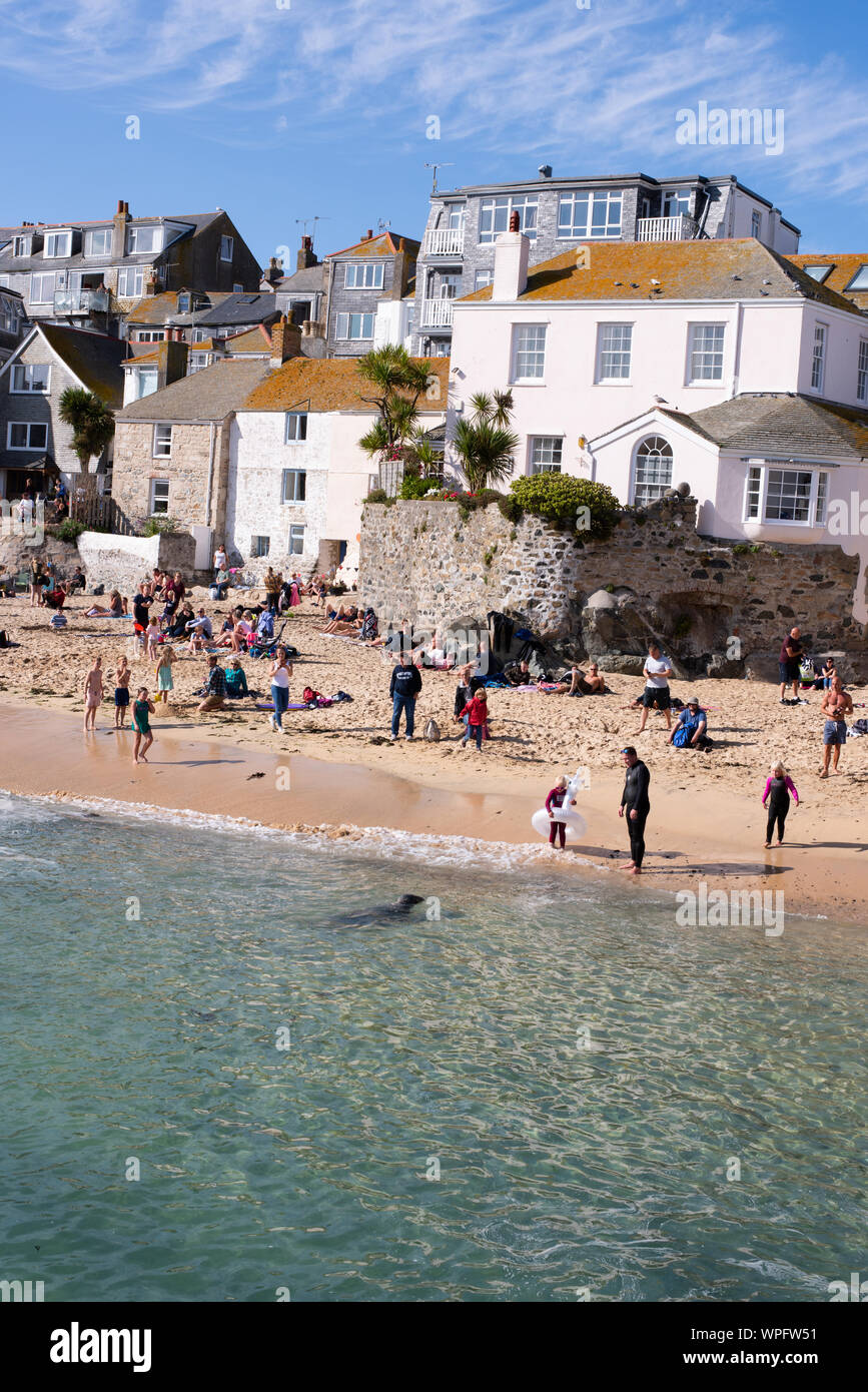 Sammy the seal at St Ives number 3880 Stock Photo