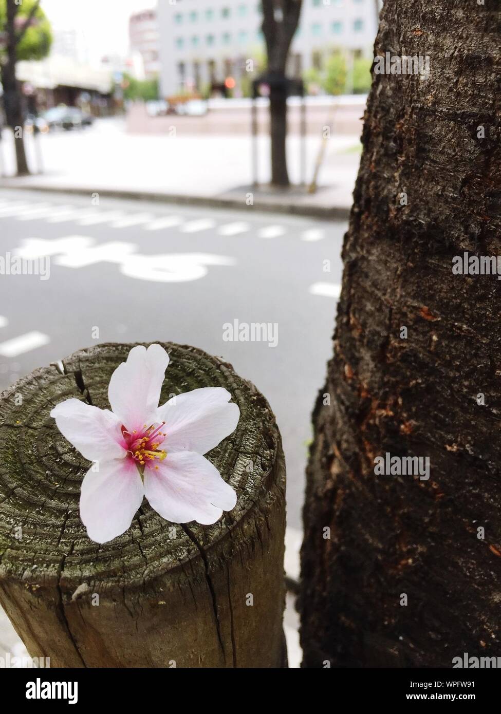 Flower On Top Of Tree Stump Stock Photo