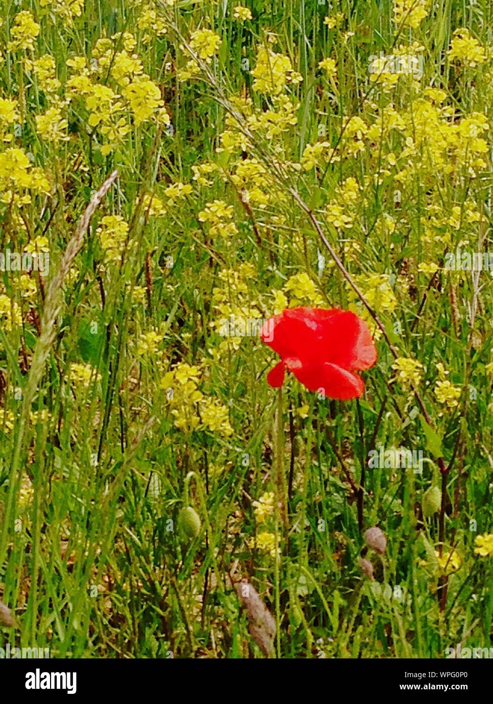 Poppy Flower Growing On Field Stock Photo - Alamy