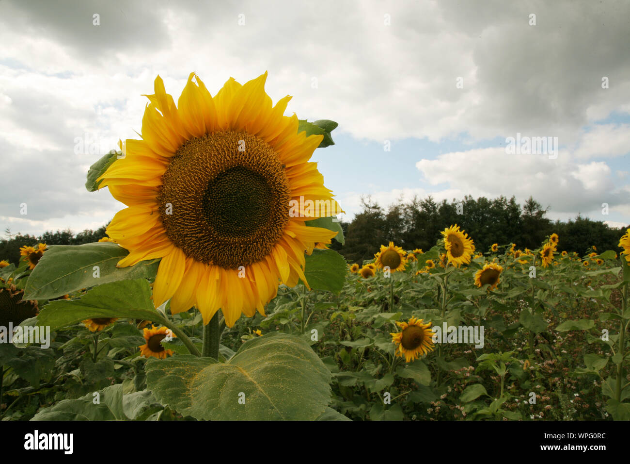 Sunflower field, Derbyshire, UK Stock Photo Alamy