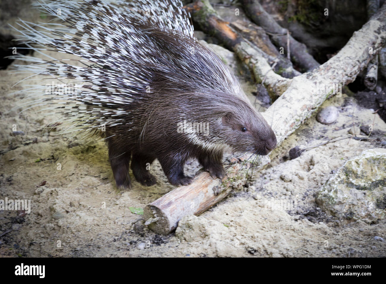 Spiky Indian Crested Porcupine ((Hystrix indica) standing on Sandy Ground. Stock Photo