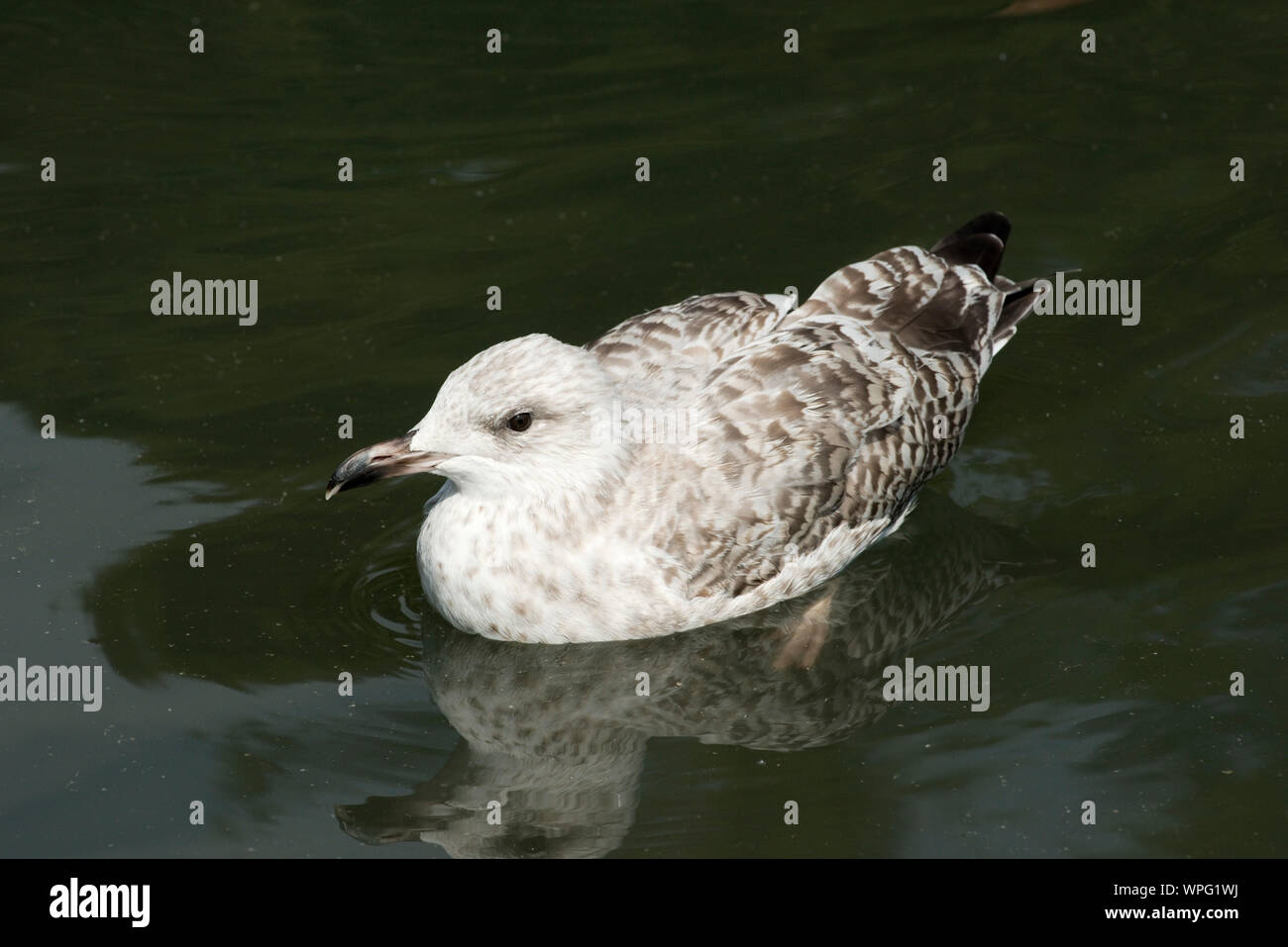 Young European herring gull (Larus argentatus) in immature grey mttled plumage swimming on a fresh water lake, July Stock Photo