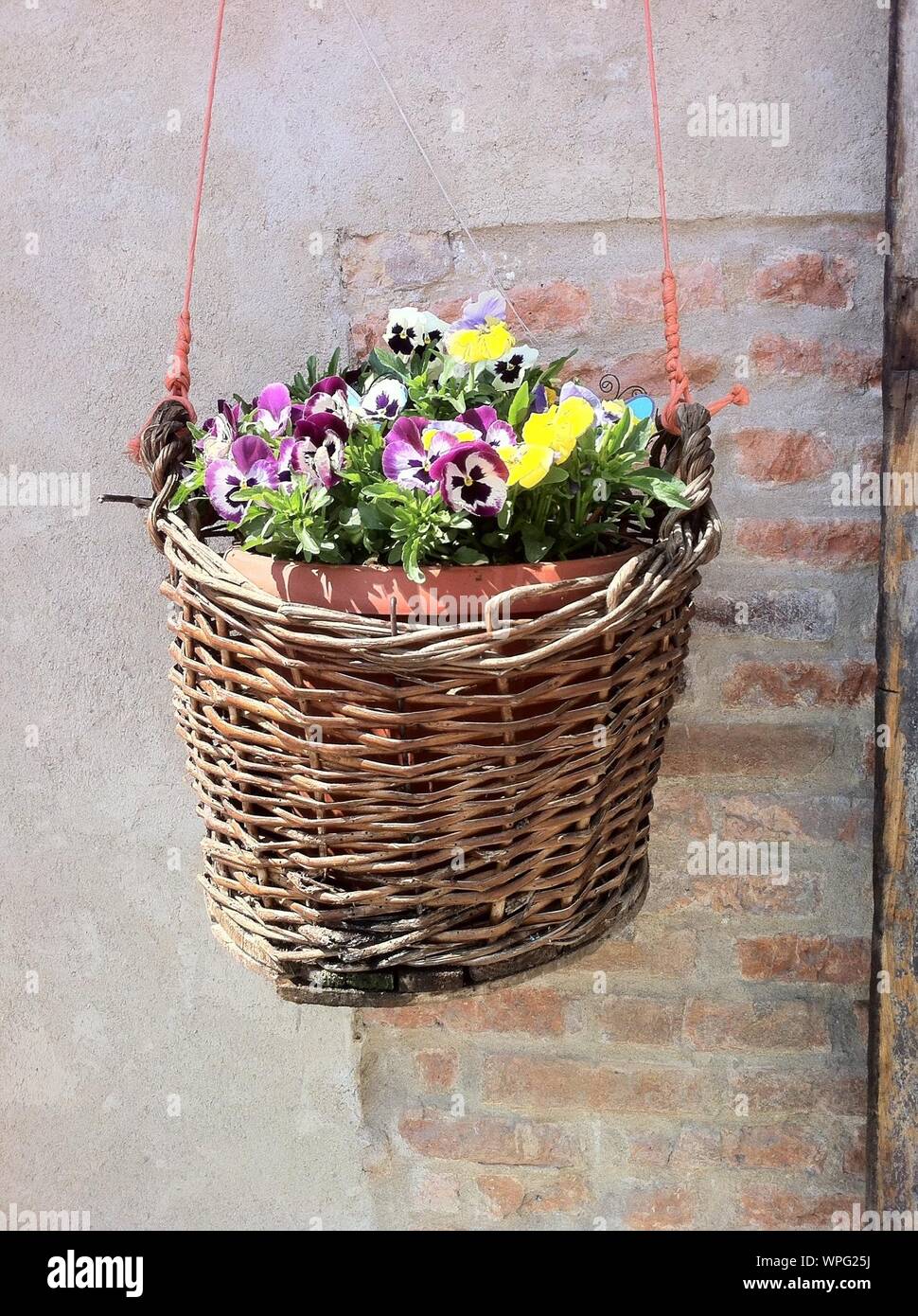 Hanging basket in flower hires stock photography and images Alamy