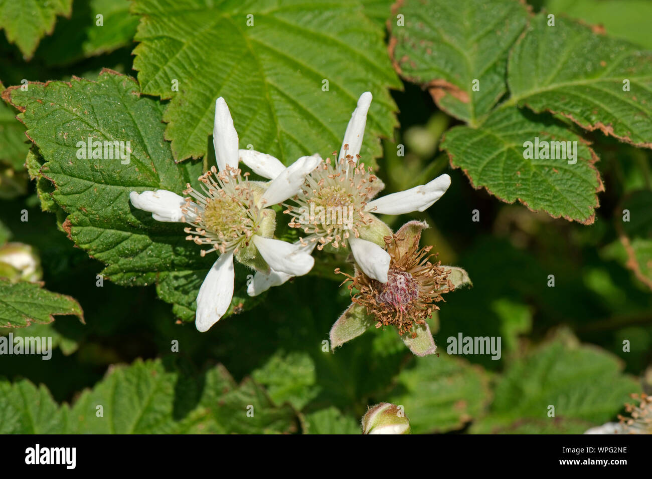 White flower petals and stamens at various stages on flowers and leaves of a blackberry bramble (Rubus fructicosus), Berkshire, May Stock Photo