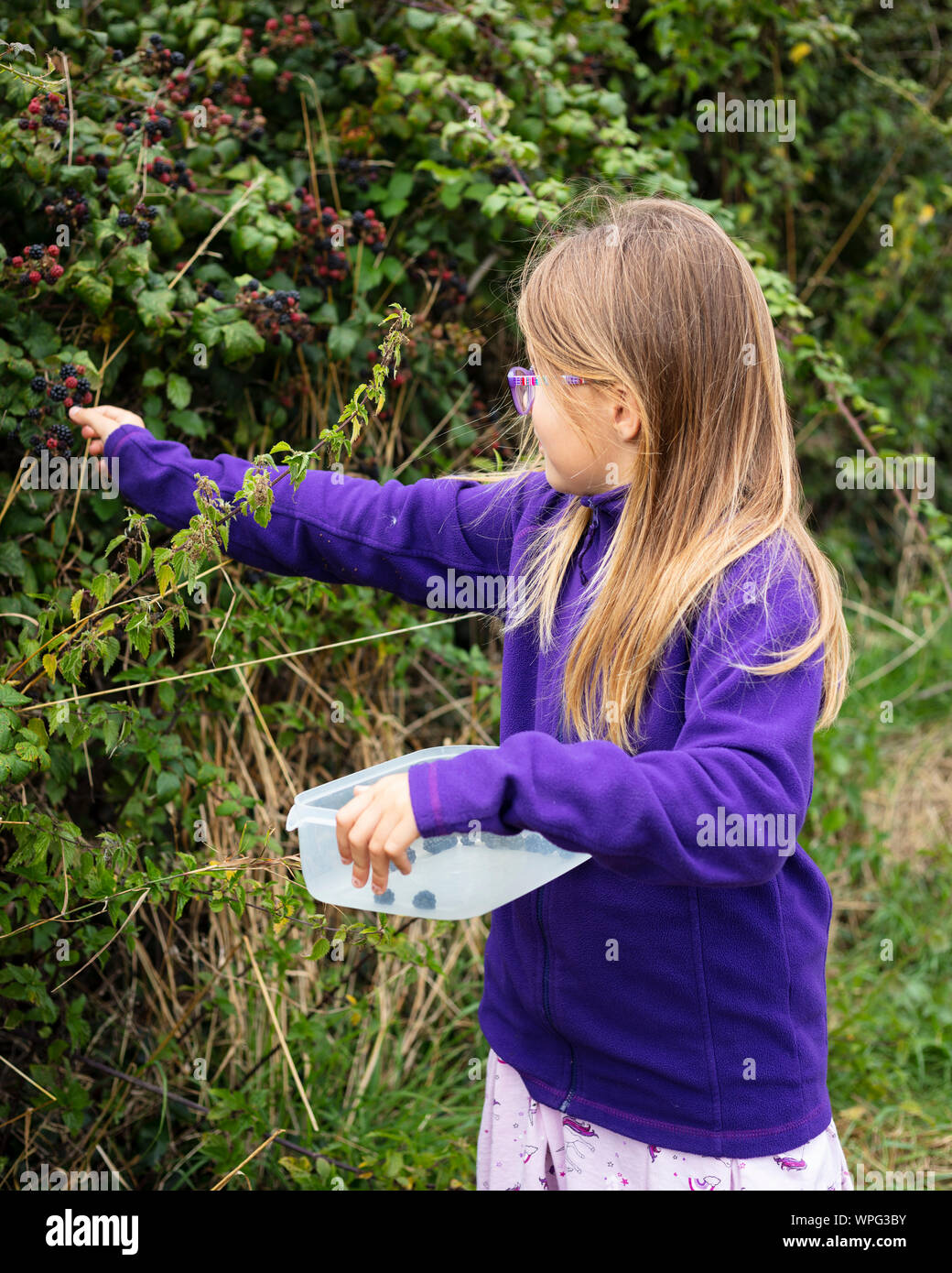 A girl blackberry picking Stock Photo