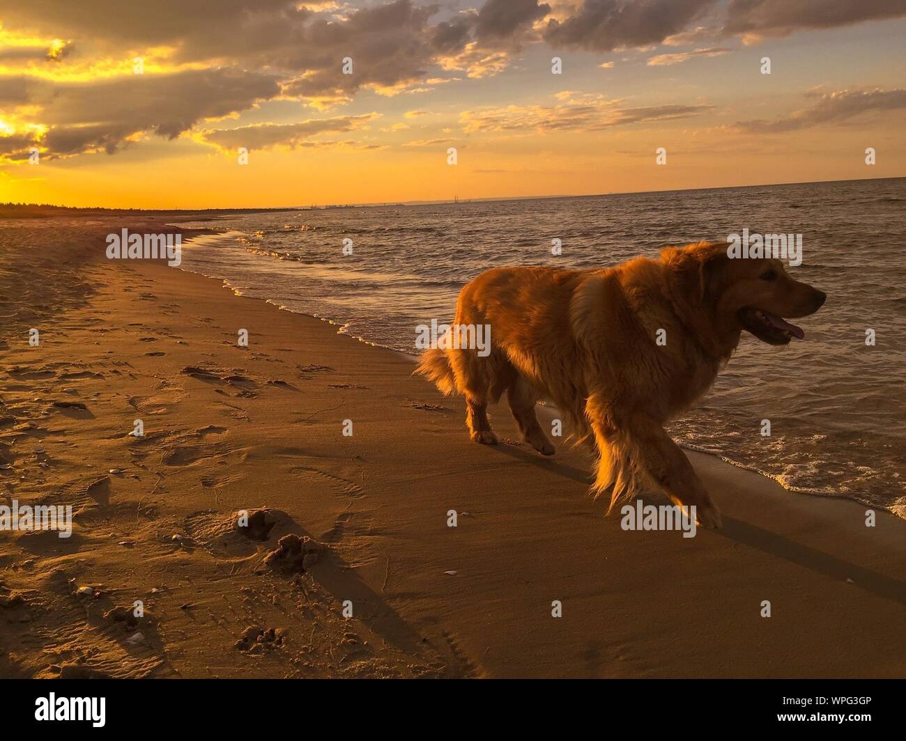sunset golden retrievers