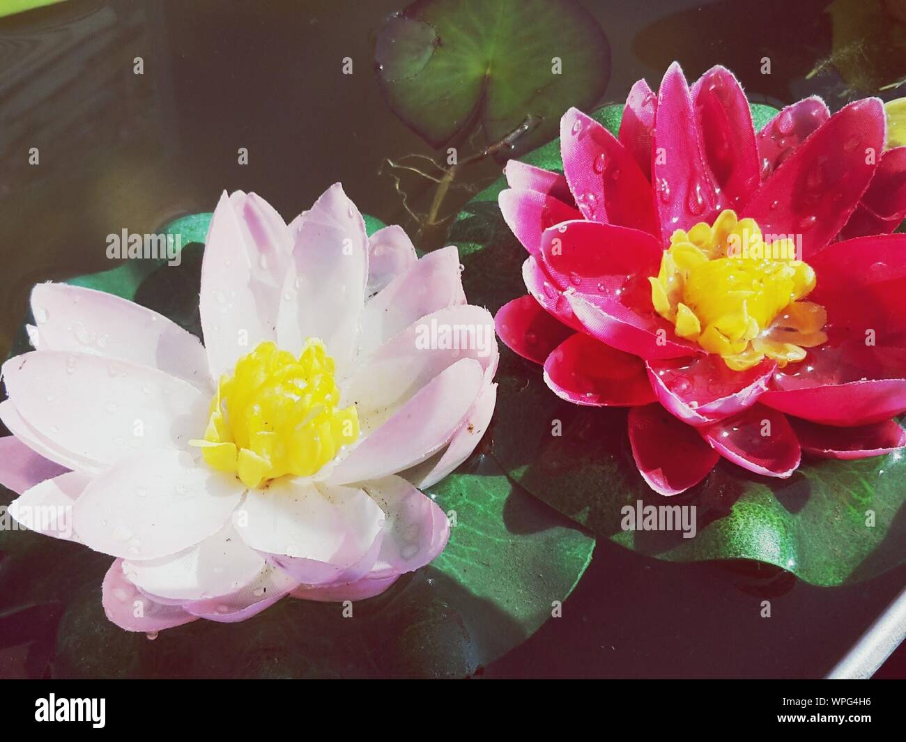 Artificial Water Lilies Floating In Pond Stock Photo Alamy