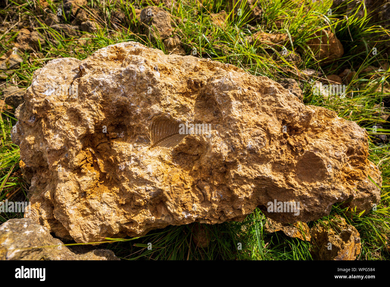 A Trigonia costata Bivalve fossil in limestone on Cleeve Common near Cheltenham, England Stock Photo