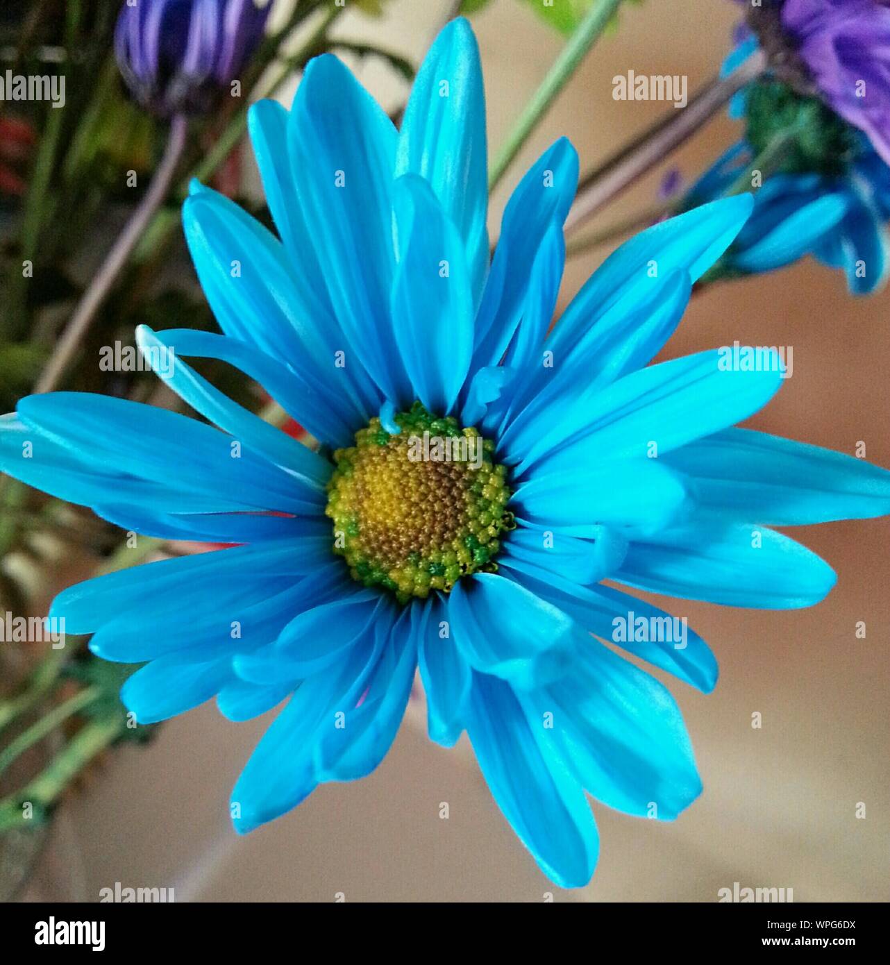 Macro Shot Of Blue Daisy Flower Stock Photo Alamy