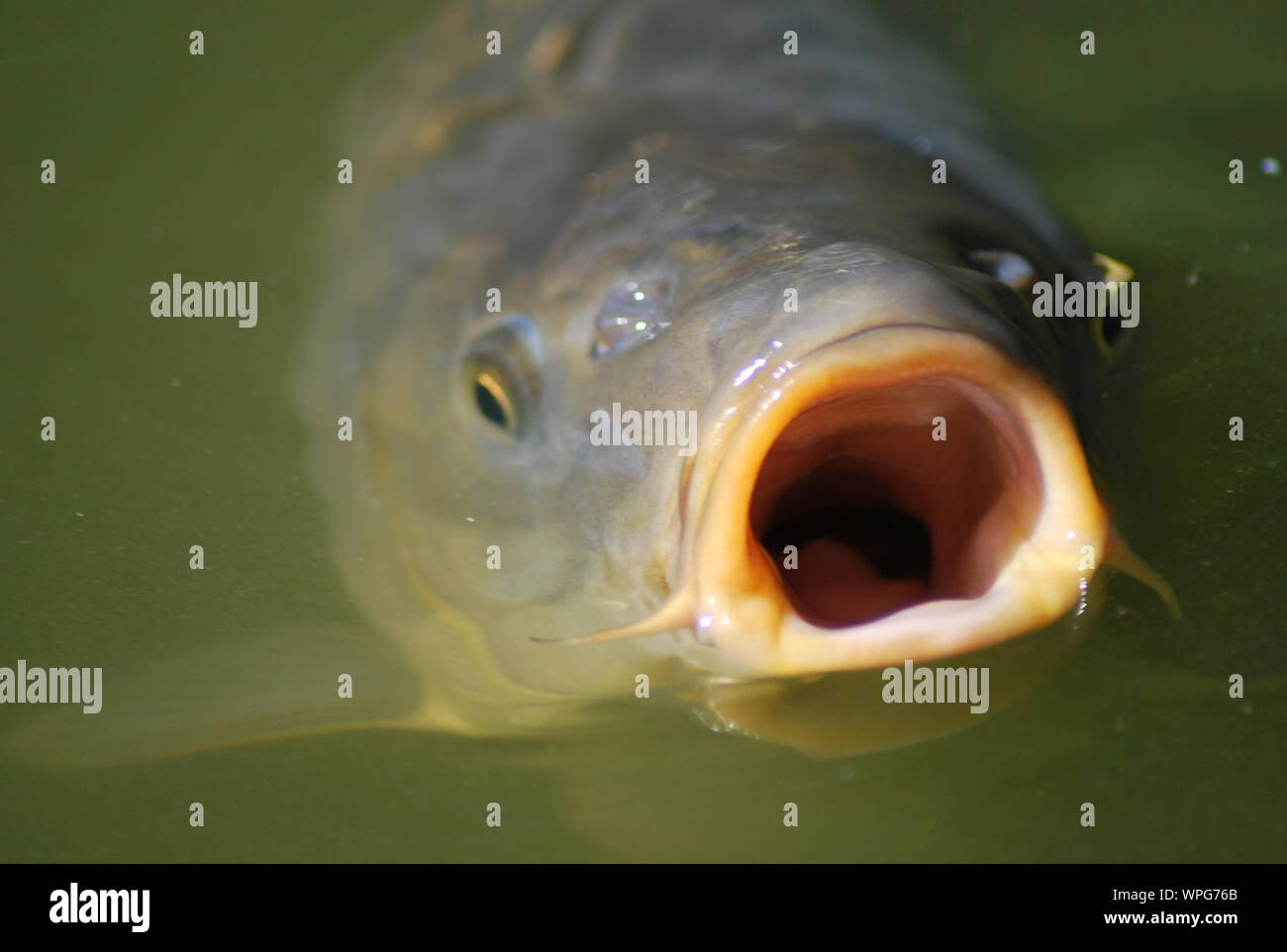 Close-up Of Fish With Mouth Open Stock Photo - Alamy