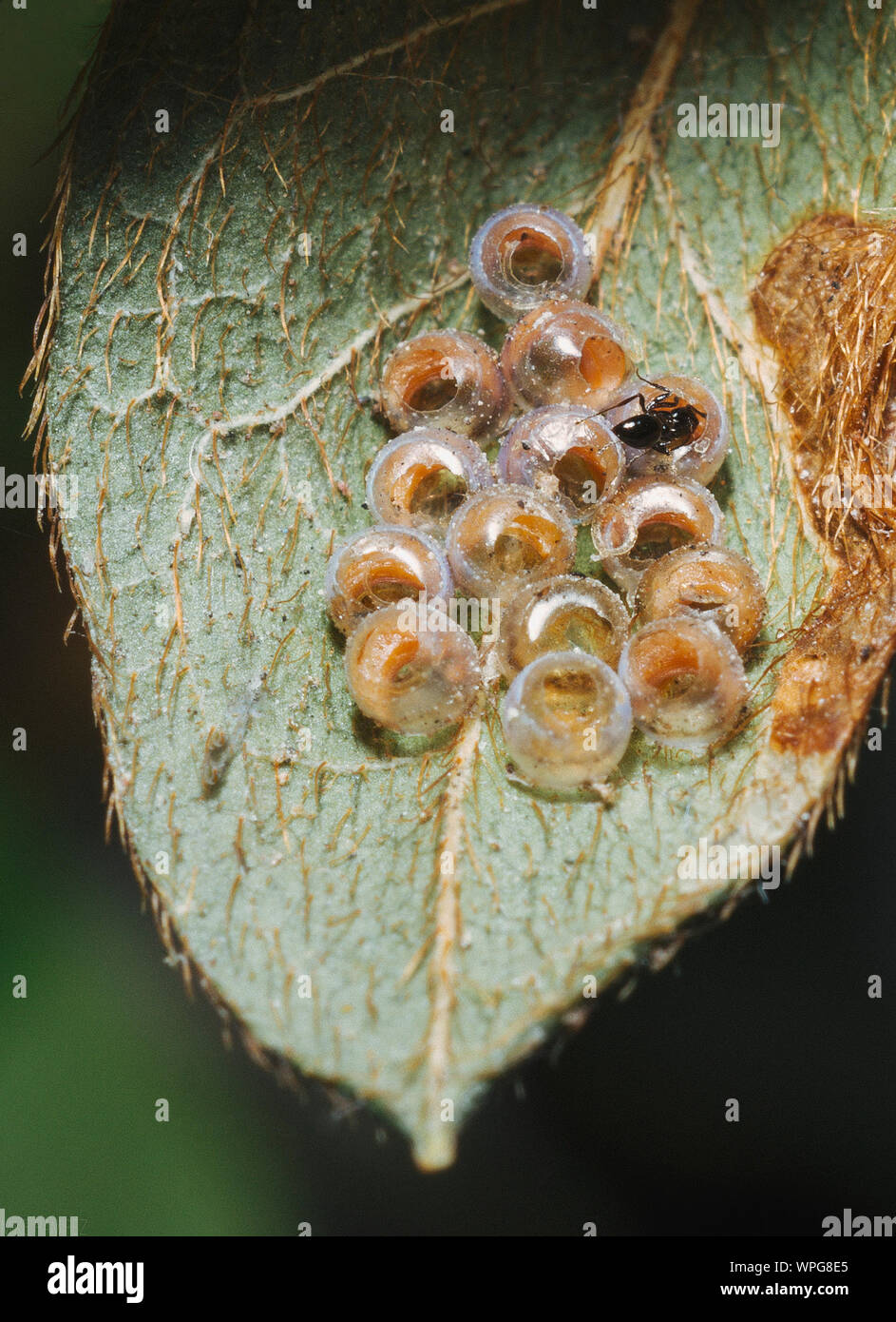 Ant eggs hires stock photography and images Alamy