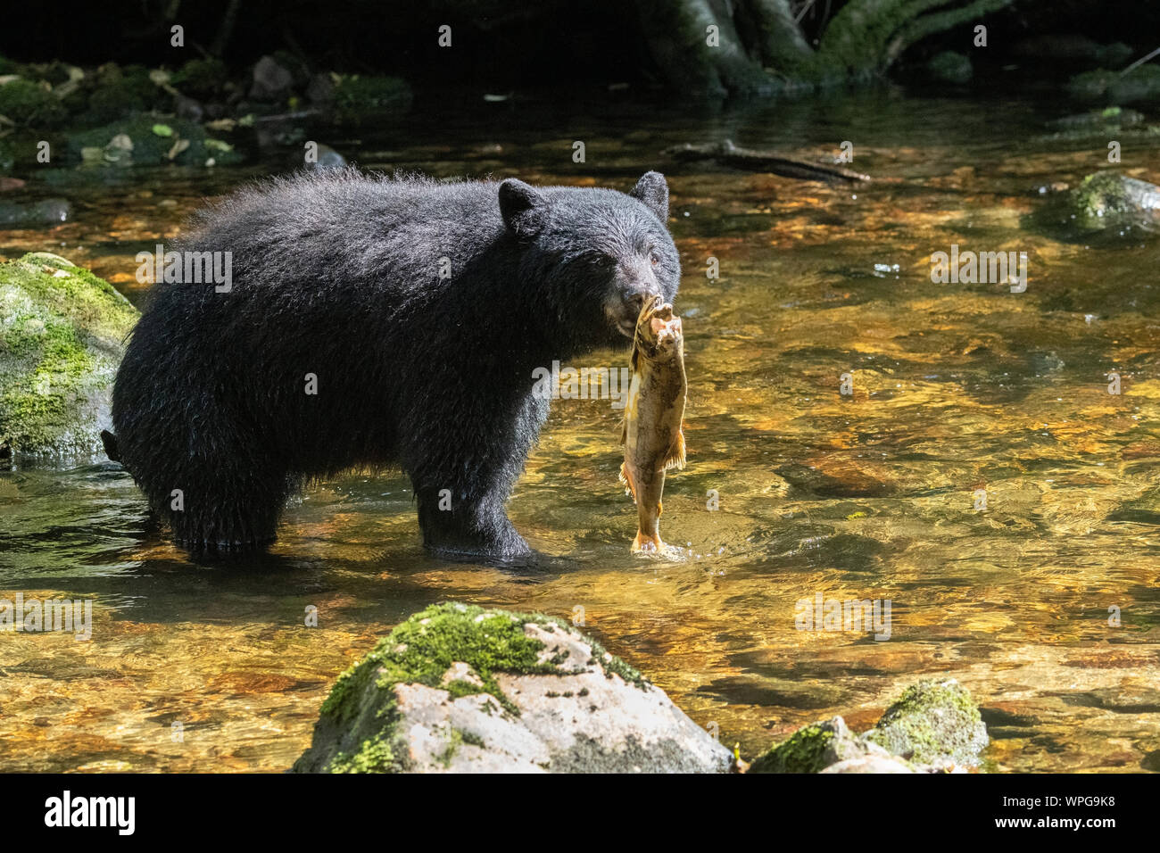 Canada, British Columbia, Great Bear Rainforest, Gribbell Island, Riordan Creek. North American black bear (WILD: Ursus americanus) fishing for salmon Stock Photo