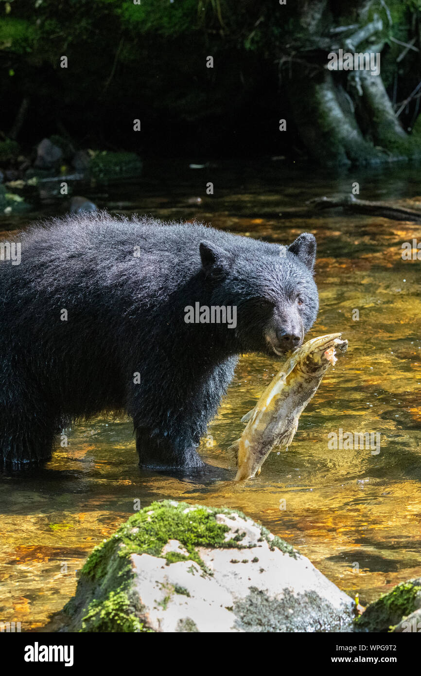 Canada, British Columbia, Great Bear Rainforest, Gribbell Island, Riordan Creek. North American black bear (WILD: Ursus americanus) fishing for salmon Stock Photo