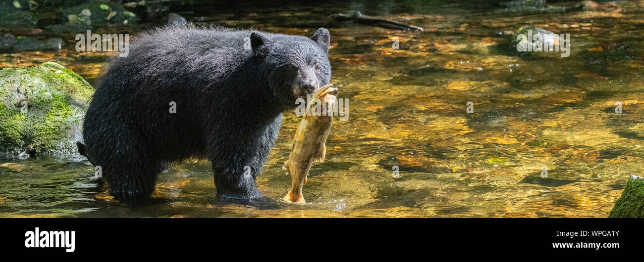 Canada, British Columbia, Great Bear Rainforest, Gribbell Island, Riordan Creek. North American black bear (WILD: Ursus americanus) fishing for salmon Stock Photo