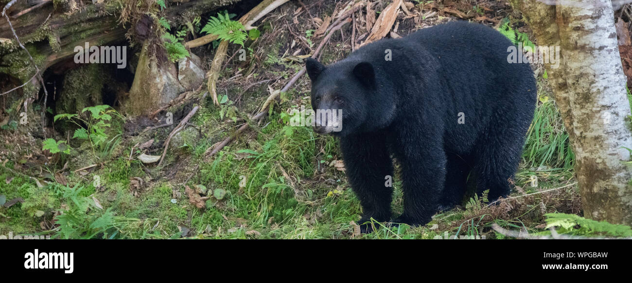 Canada, British Columbia, Great Bear Rainforest, Gribbell Island, Riordan Creek. Lone North American black bear (WILD: Ursus americanus) in forest. Stock Photo